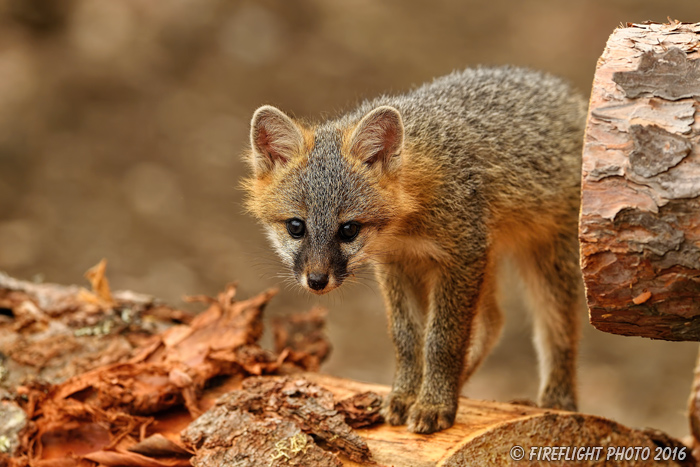 wildlife;Fox;Gray Fox;Urocyon cinereoargenteus;Kit;Pup;Grey;log;Littleton;NH;D5;2016