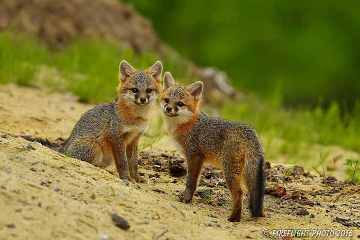 wildlife;Fox;Gray Fox;Urocyon cinereoargenteus;Kit;Pup;Grey;Grass;Littleton;NH;D5;2016