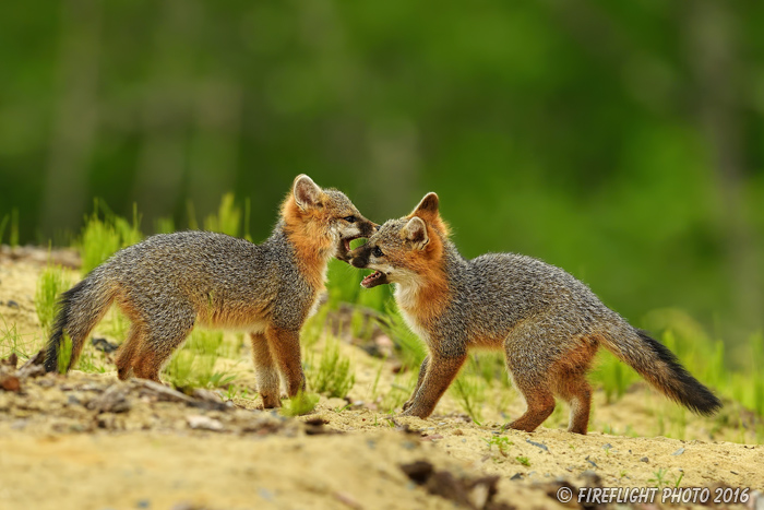 wildlife;Fox;Gray Fox;Urocyon cinereoargenteus;Kit;Pup;Grey;fight;fighting;Littleton;NH;D5;2016