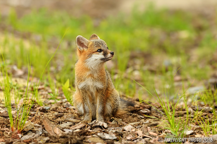 wildlife;Fox;Gray Fox;Urocyon cinereoargenteus;Kit;Pup;Grey;Grass;Littleton;NH;D5;2016