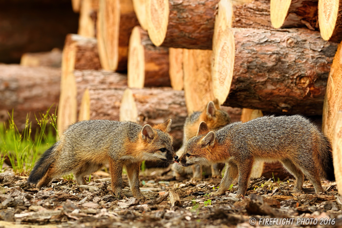 wildlife;Fox;Gray Fox;Urocyon cinereoargenteus;Kit;Pup;Grey;Kissing;Logs;Littleton;NH;D5