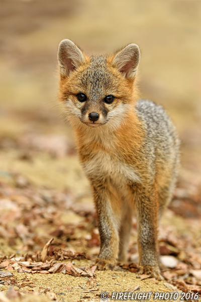 wildlife;Fox;Gray Fox;Urocyon cinereoargenteus;Kit;Pup;Grey;Sand;Littleton;NH;D5;2016