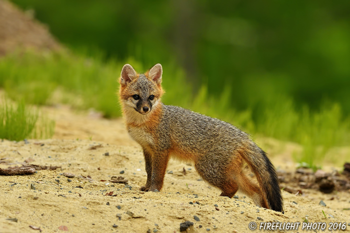 wildlife;Fox;Gray Fox;Urocyon cinereoargenteus;Kit;Pup;Grey;Sand;Littleton;NH;D5;2016