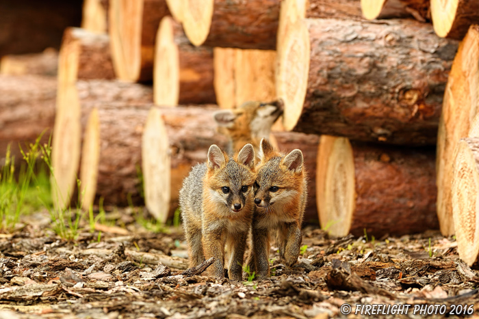 wildlife;Fox;Gray Fox;Urocyon cinereoargenteus;Kit;Pup;Grey;Kissing;Logs;Littleton;NH;D5