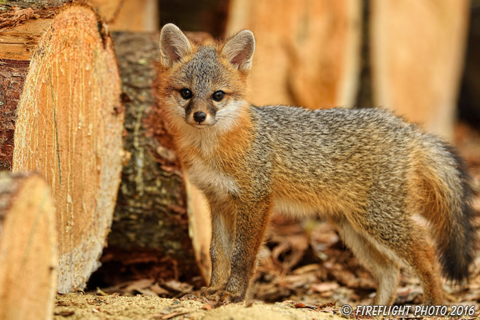 wildlife;Fox;Gray Fox;Urocyon cinereoargenteus;Kit;Pup;Grey;log;Littleton;NH;D5;2016