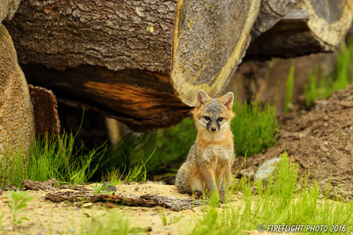 wildlife;Fox;Gray Fox;Urocyon cinereoargenteus;Kit;Pup;Grey;log;Littleton;NH;D5;2016