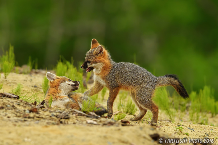 wildlife;Fox;Gray Fox;Urocyon cinereoargenteus;Kit;Pup;Grey;fight;fighting;Littleton;NH;D5;2016