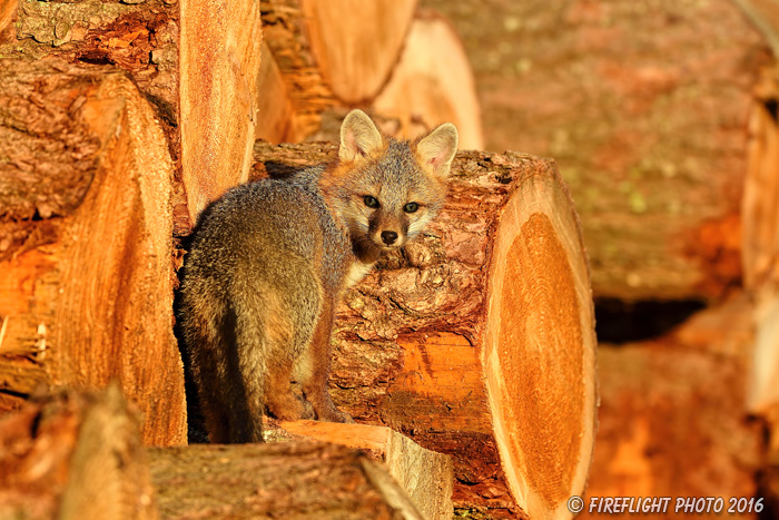 wildlife;Fox;Gray Fox;Urocyon cinereoargenteus;Kit;Pup;Grey;log;Littleton;Sunset;NH;D5;2016