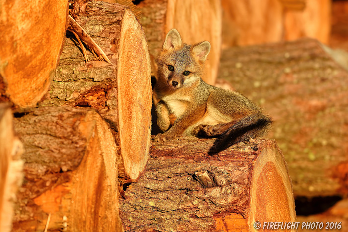 wildlife;Fox;Gray Fox;Urocyon cinereoargenteus;Kit;Pup;Grey;log;Littleton;Sunset;NH;D5;2016