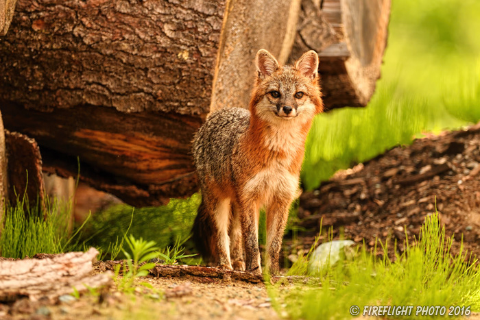 wildlife;Fox;Gray Fox;Urocyon cinereoargenteus;Grey;log;Littleton;Sunset;NH;D5;2016