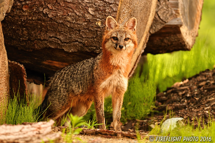 wildlife;Fox;Gray Fox;Urocyon cinereoargenteus;Grey;log;Littleton;Sunset;NH;D5;2016