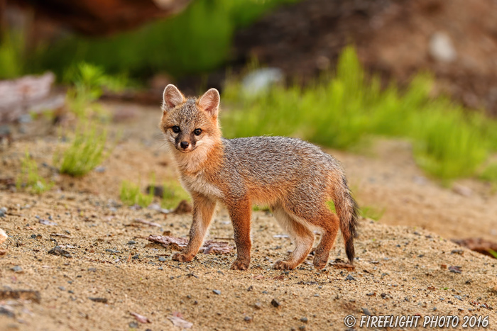 wildlife;Fox;Gray Fox;Urocyon cinereoargenteus;Kit;Pup;Grey;Sand;Littleton;NH;D5;2016