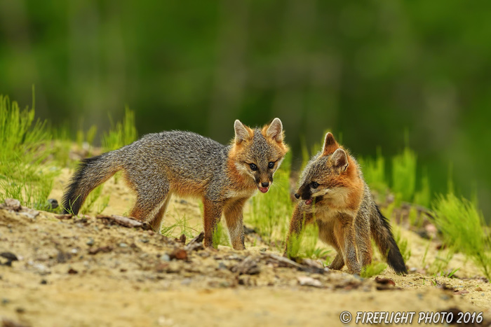 wildlife;Fox;Gray Fox;Urocyon cinereoargenteus;Kit;Pup;Grey;fight;fighting;Littleton;NH;D5;2016