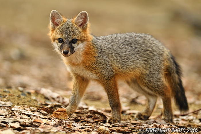wildlife;Fox;Gray Fox;Urocyon cinereoargenteus;Kit;Pup;Grey;Sand;Littleton;NH;D5;2016