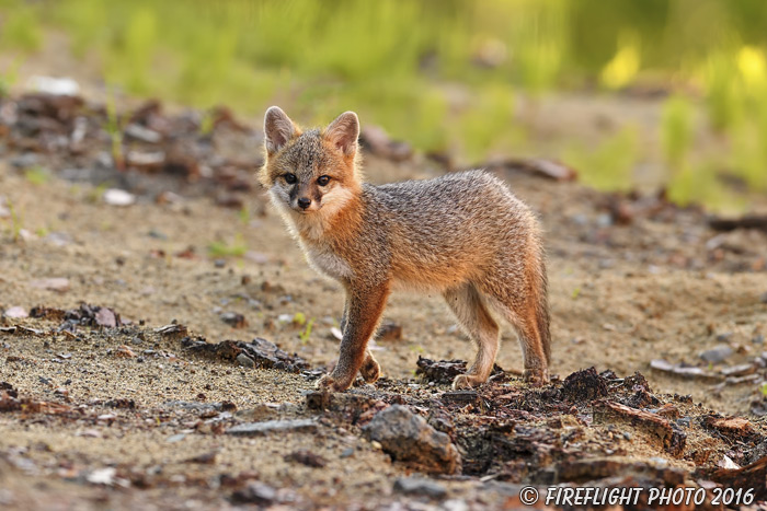 wildlife;Fox;Gray Fox;Urocyon cinereoargenteus;Kit;Pup;Grey;Sand;Littleton;NH;D5;2016