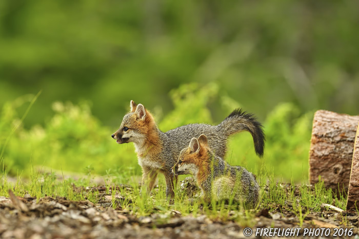 wildlife;Fox;Gray Fox;Urocyon cinereoargenteus;Kit;Pup;Grey;Grass;Littleton;NH;D5;2016