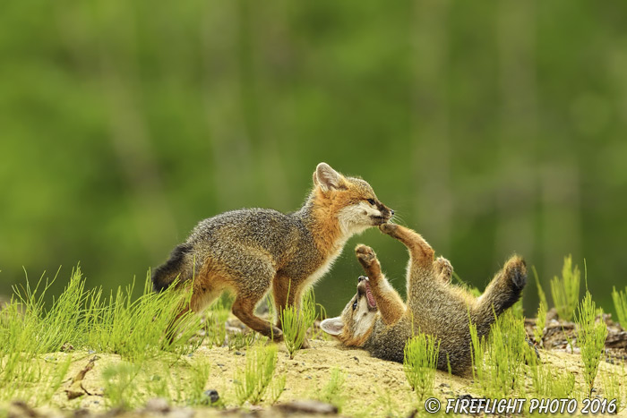 wildlife;Fox;Gray Fox;Urocyon cinereoargenteus;Kit;Pup;Grey;fight;fighting;Littleton;NH;D5;2016