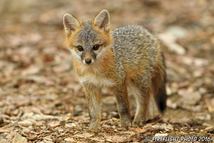 wildlife;Fox;Gray Fox;Urocyon cinereoargenteus;Kit;Pup;Grey;Grass;Littleton;NH;D5;2016