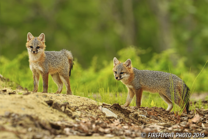 wildlife;Fox;Gray Fox;Urocyon cinereoargenteus;Kit;Pup;Grey;Grass;Littleton;NH;D5;2016