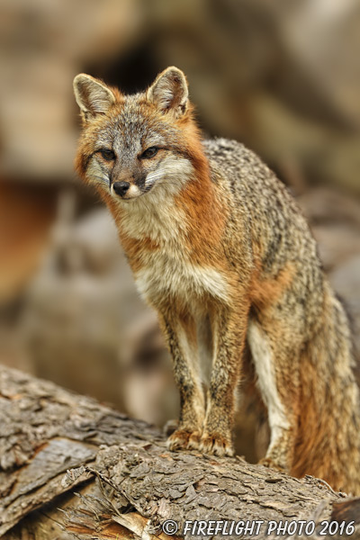 wildlife;Fox;Gray Fox;Urocyon cinereoargenteus;Grey;log;Littleton;Sunset;NH;D5;2016