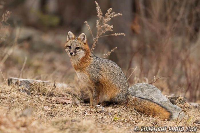 wildlife;Fox;Gray Fox;Urocyon cinereoargenteus;Grey;Woods;Easton;NH;D5;2018