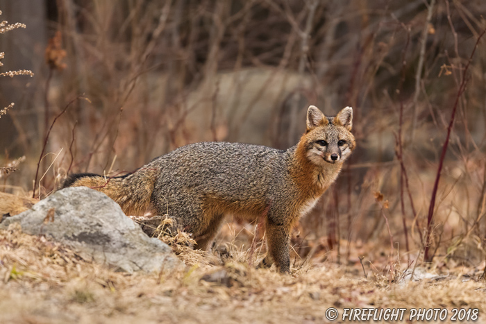 wildlife;Fox;Gray Fox;Urocyon cinereoargenteus;Grey;Woods;Easton;NH;D5;2018