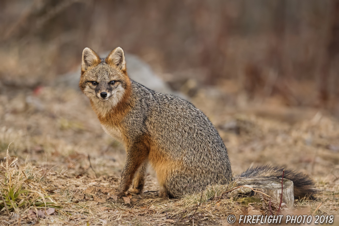 wildlife;Fox;Gray Fox;Urocyon cinereoargenteus;Grey;Woods;Easton;NH;D5;2018