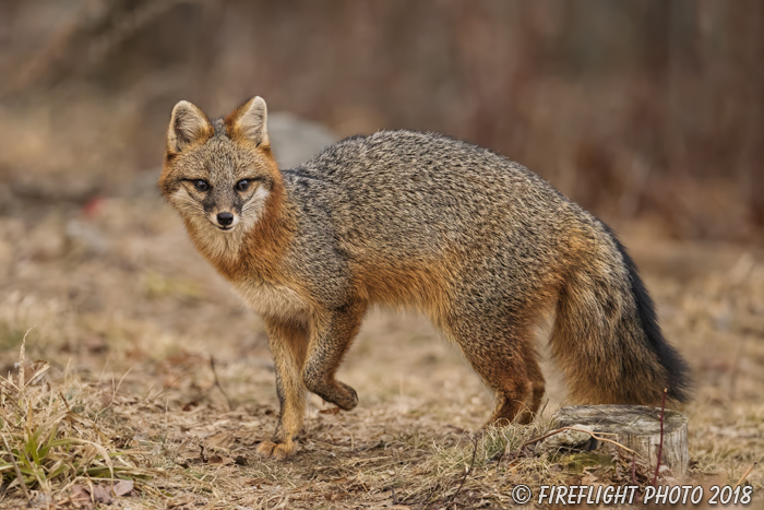 wildlife;Fox;Gray Fox;Urocyon cinereoargenteus;Grey;Woods;Easton;NH;D5;2018