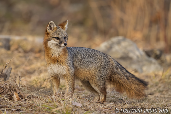 wildlife;Fox;Gray Fox;Urocyon cinereoargenteus;Grey;Woods;Easton;NH;D5;2018