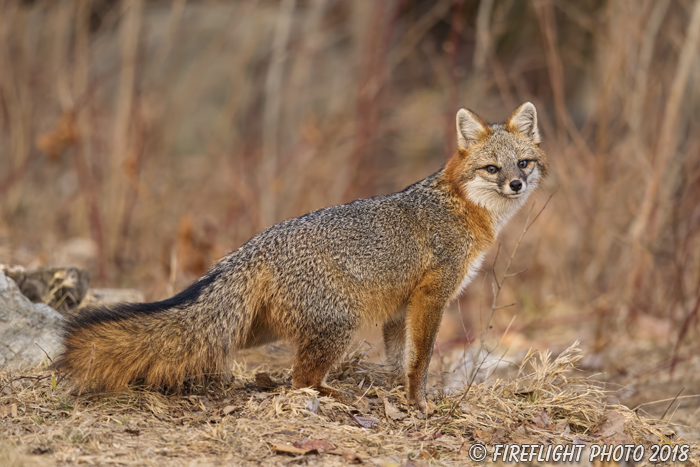 wildlife;Fox;Gray Fox;Urocyon cinereoargenteus;Grey;Woods;Easton;NH;D5;2018