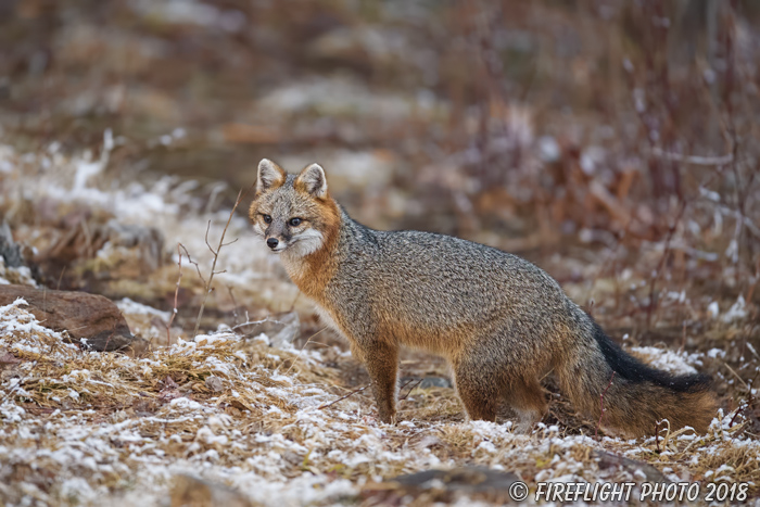 wildlife;Fox;Gray Fox;Urocyon cinereoargenteus;Grey;snow;Woods;Easton;NH;D5;2018