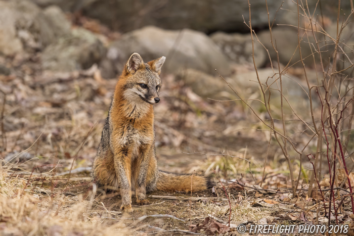 wildlife;Fox;Gray Fox;Urocyon cinereoargenteus;Grey;Woods;Easton;NH;D5;2018