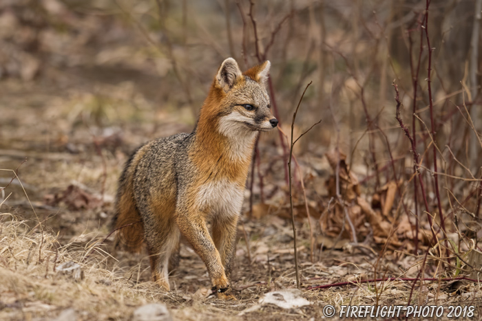 wildlife;Fox;Gray Fox;Urocyon cinereoargenteus;Grey;Woods;Easton;NH;D5;2018