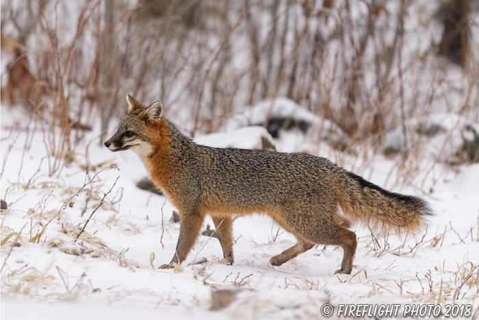 wildlife;Fox;Gray Fox;Urocyon cinereoargenteus;Grey;Woods;Snow;Easton;NH;D5;2018