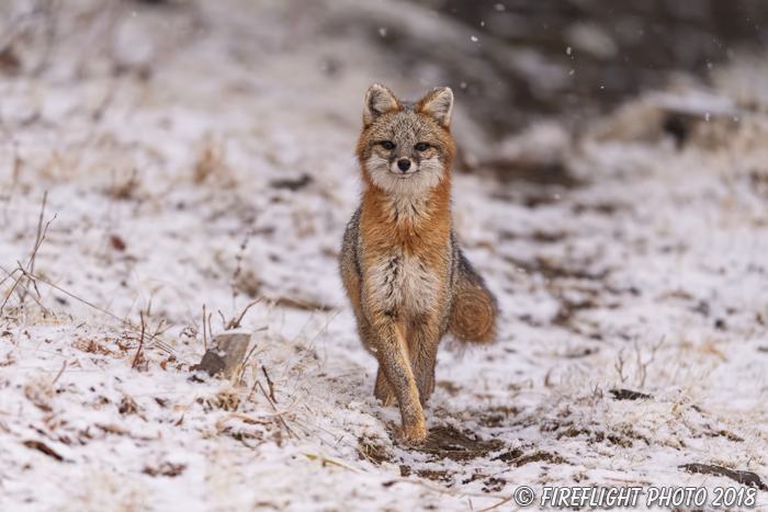 wildlife;Fox;Gray Fox;Urocyon cinereoargenteus;Grey;Woods;Snow;Easton;NH;D5;2018