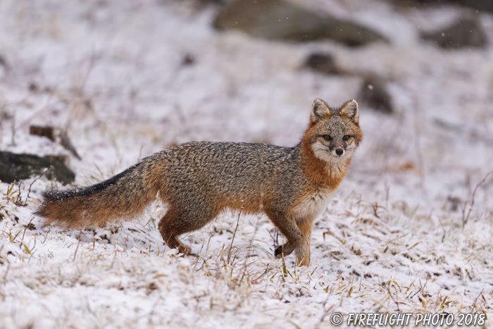 wildlife;Fox;Gray Fox;Urocyon cinereoargenteus;Grey;Woods;Snow;Easton;NH;D5;2018