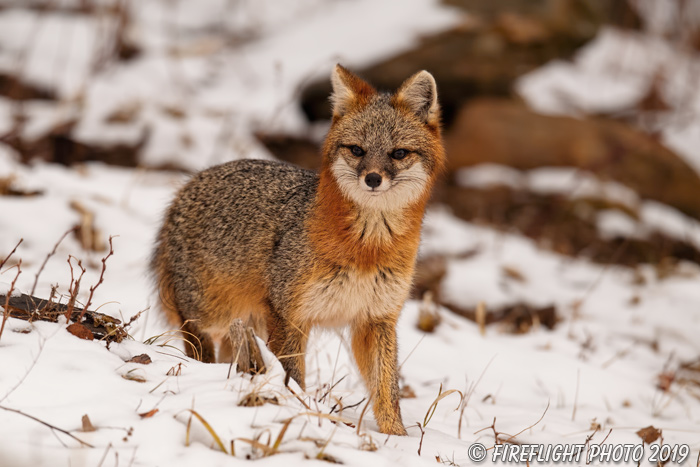 wildlife;Fox;Gray Fox;Urocyon cinereoargenteus;Grey;Woods;Snow;Easton;NH;D5;2018