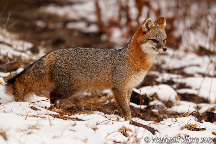 wildlife;Fox;Gray Fox;Urocyon cinereoargenteus;Grey;Woods;Snow;Easton;NH;D5;2018