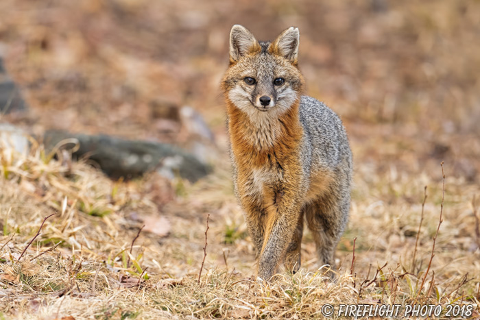 wildlife;Fox;Gray Fox;Urocyon cinereoargenteus;Grey;Field;Easton;NH;D5;2018