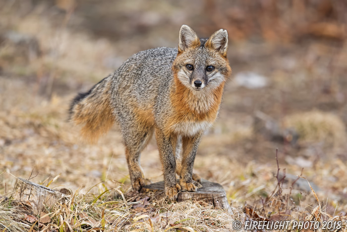 wildlife;Fox;Gray Fox;Urocyon cinereoargenteus;Grey;Field;Easton;NH;D5;2018