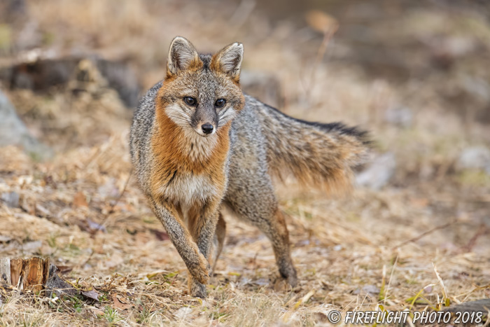 wildlife;Fox;Gray Fox;Urocyon cinereoargenteus;Grey;Field;Easton;NH;D5;2018