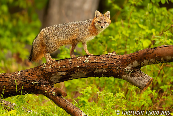 wildlife;Fox;Gray Fox;Urocyon cinereoargenteus;Grey;Tree;climb;Easton;NH;D5;2018