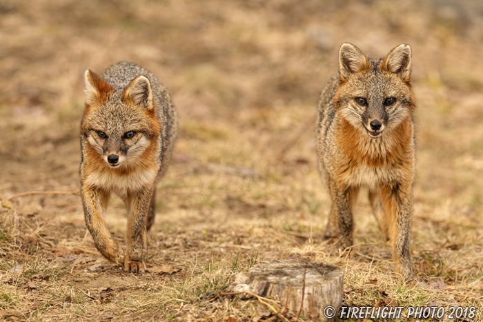 wildlife;Fox;Gray Fox;Urocyon cinereoargenteus;Grey;Field;Easton;NH;D5;2018