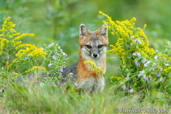 wildlife;Fox;Gray Fox;Urocyon cinereoargenteus;Grey;flowers;Easton;NH;D5;2018