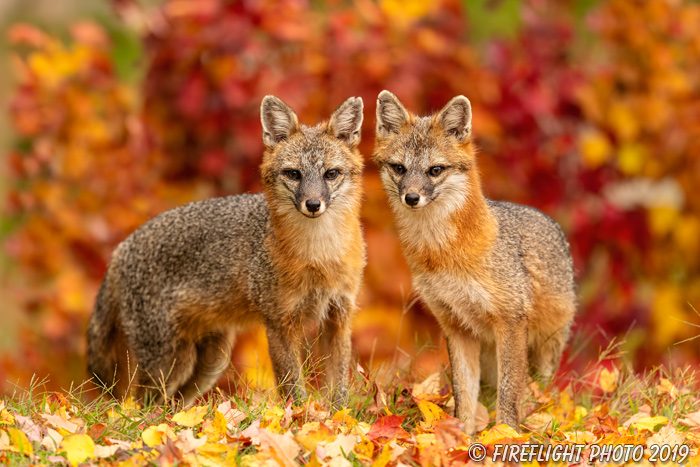 wildlife;Fox;Gray Fox;Urocyon cinereoargenteus;Grey;foliage;Easton;NH;D5;2018
