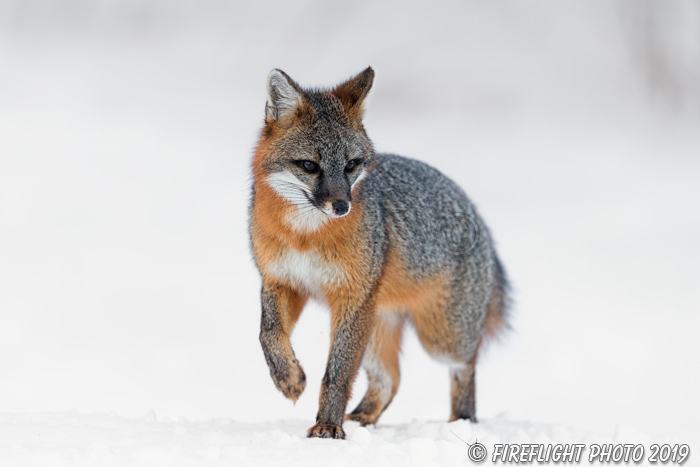 wildlife;Fox;Gray Fox;Urocyon cinereoargenteus;Grey;Snow;Easton;NH;D5;2019