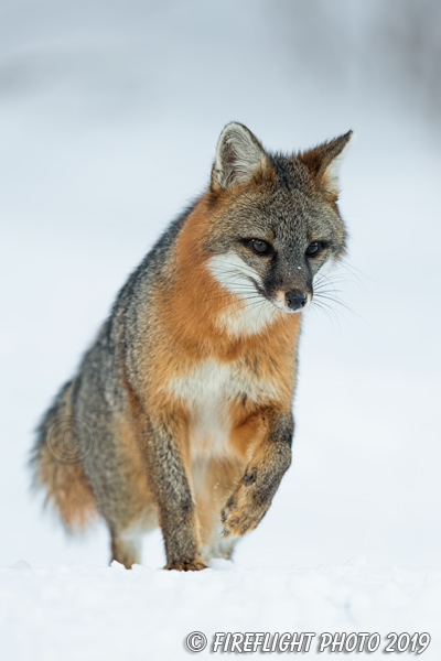 wildlife;Fox;Gray Fox;Urocyon cinereoargenteus;Grey;Snow;Easton;NH;D5;2019