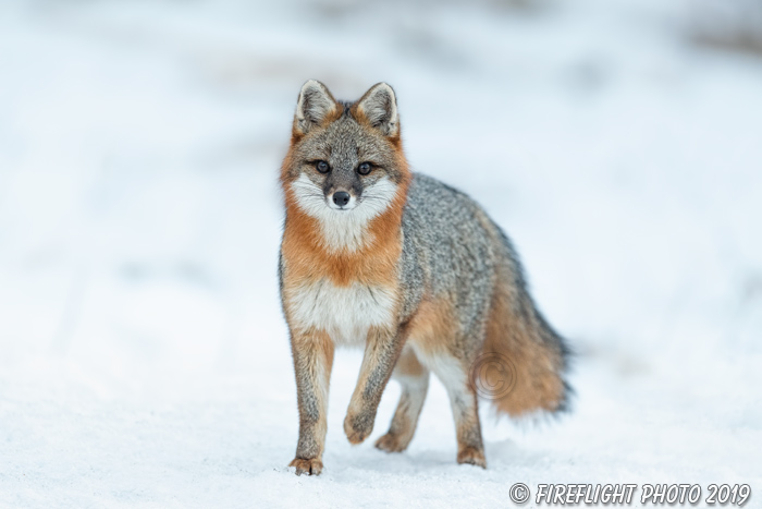 wildlife;Fox;Gray Fox;Urocyon cinereoargenteus;Grey;Snow;Easton;NH;D5;2019