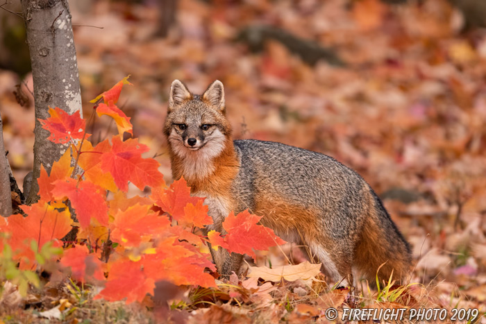 wildlife;Fox;Gray Fox;Urocyon cinereoargenteus;Grey;Foliage;maple;Easton;NH;D5;2019