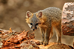 wildlife;Fox;Gray-Fox;Urocyon-cinereoargenteus;Kit;Pup;Grey;log;Littleton;NH;D5;2016